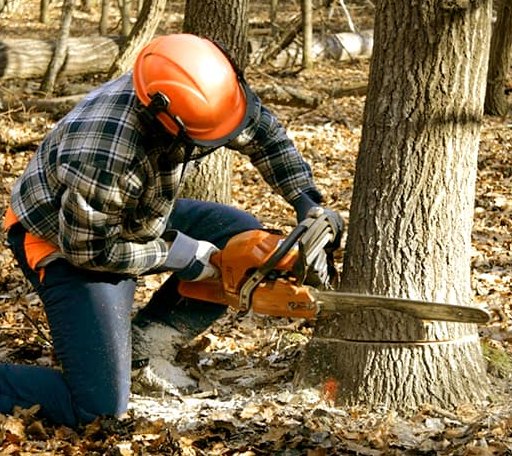 Tree Removal in Westville, OK